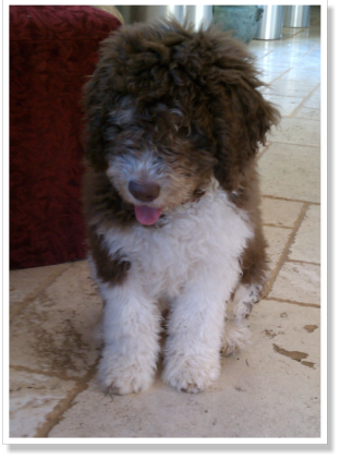 Labradoodle Pup