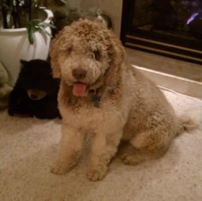 Beau Von Leiber - Handsome Boy!