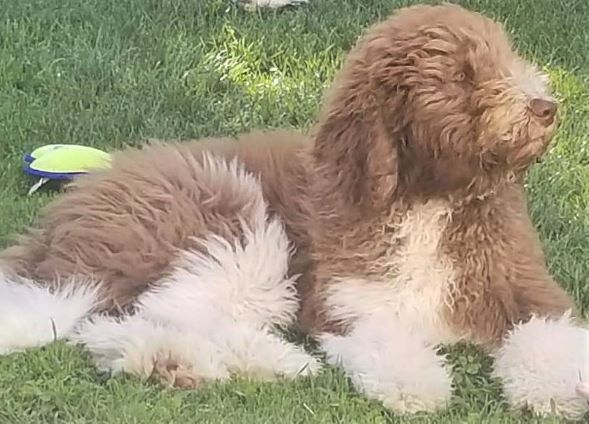 Beau enjoying a windy day!