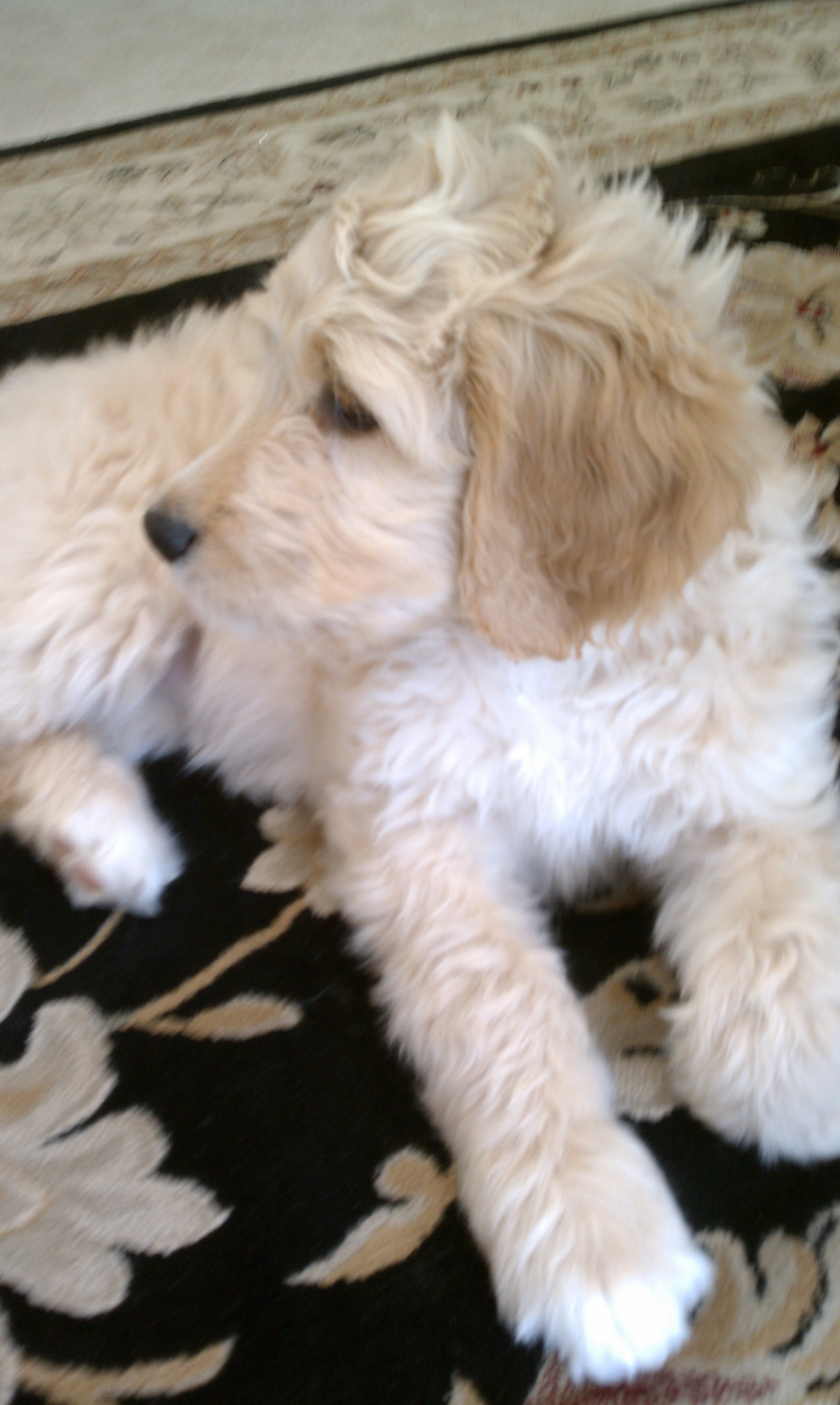 What a Beautiful Puppy!