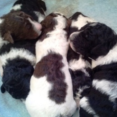 Maya's Litter